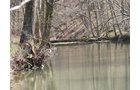 Property photo 11 - 137 Acres in 2 Tracts - 64 Tillable Acres, Potential Building Sites, Hunting